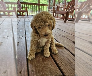 Poodle (Standard) Dog Breeder near SALISBURY, NC, USA