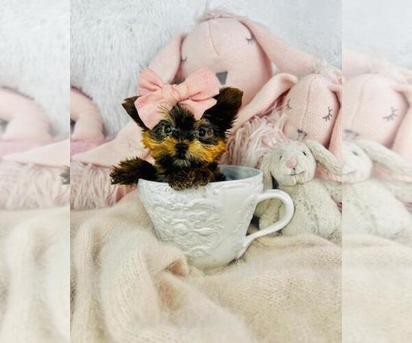 Medium Photo #8  Breeder Profile in PEMBROKE PINES, FL, USA