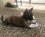 Small breeder photo