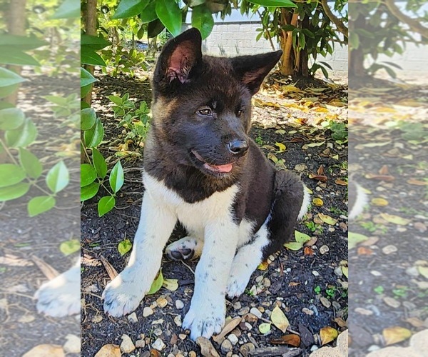 Medium Photo #1  Breeder Profile in COLONIAL HEIGHTS, VA, USA