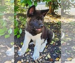 Small breeder photo