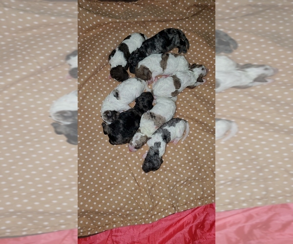 Medium Photo #1  Breeder Profile in LUCERNE VALLEY, CA, USA