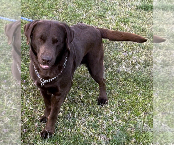 Medium Photo #5  Breeder Profile in HIGH POINT, NC, USA