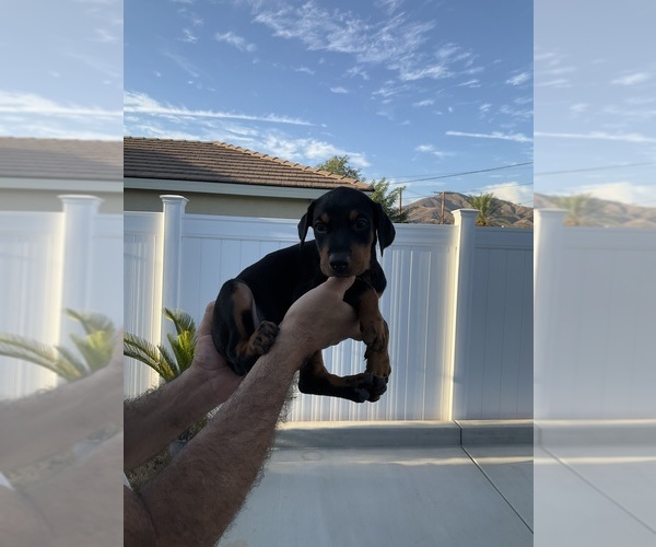 Medium Photo #7  Breeder Profile in HIGHLAND, CA, USA