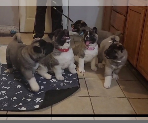 Medium Photo #2  Breeder Profile in COLUMBUS, OH, USA