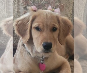 Golden Retriever Dog Breeder near SPARTA, NC, USA