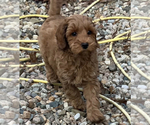 Small breeder photo
