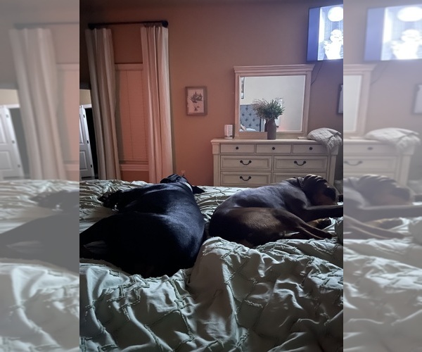 Medium Photo #1  Breeder Profile in CHICKASHA, OK, USA
