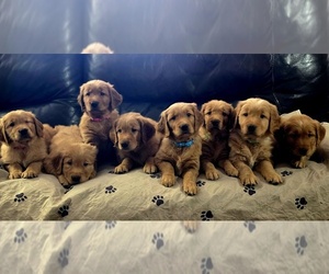 Golden Retriever Dog Breeder near GLENDALE, AZ, USA