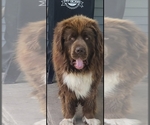 Small breeder photo