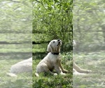 Small #17 Breeder Profile image