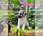 Small breeder photo
