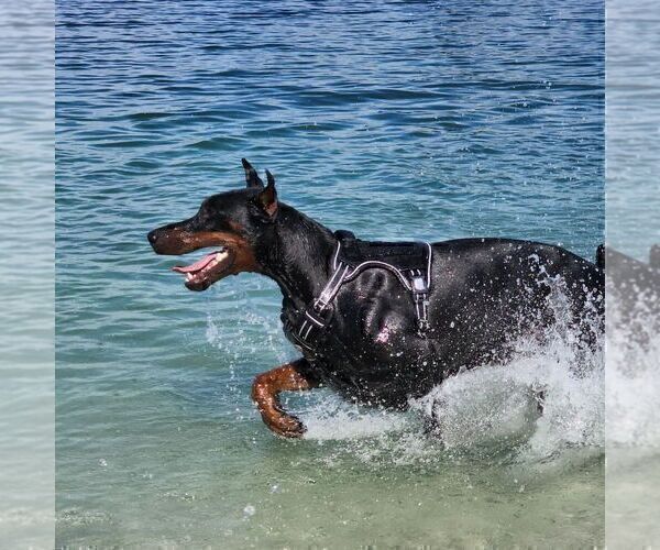 Medium Photo #34  Breeder Profile in FORT LAUDERDALE, FL, USA