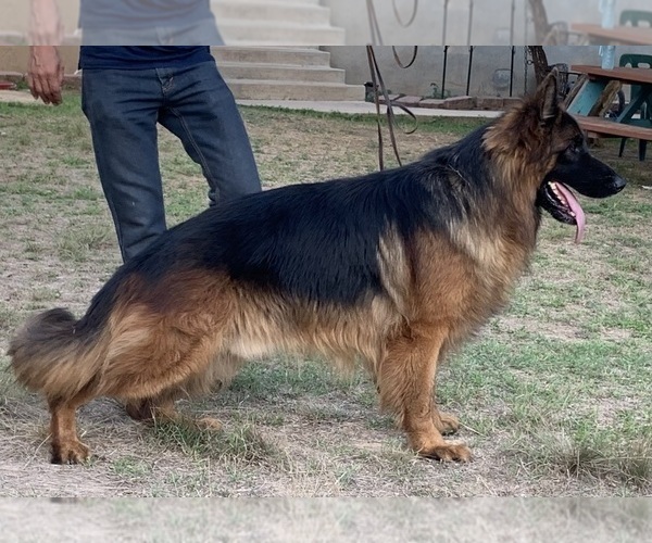 Medium Photo #3  Breeder Profile in SAN ANTONIO, TX, USA
