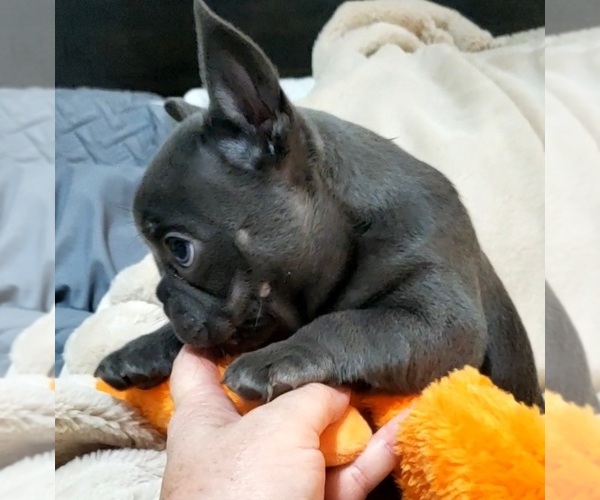 Medium Photo #3  Breeder Profile in BOSTON, KY, USA