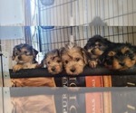 Small #190 Breeder Profile image