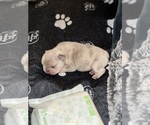 Small #57 Breeder Profile image