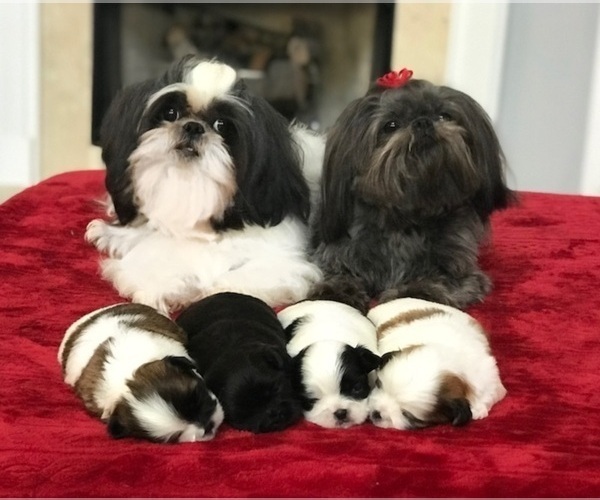 Medium Photo #1  Breeder Profile in BUFORD, GA, USA