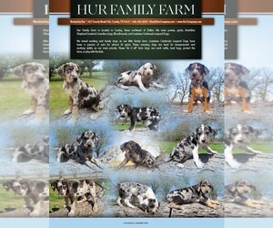 Anatolian Shepherd Dog Breeder near CUMBY, TX, USA