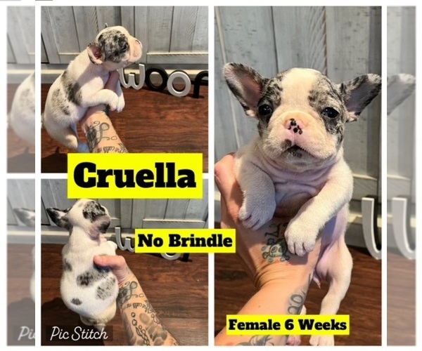 Medium Photo #1  Breeder Profile in DENTON, TX, USA