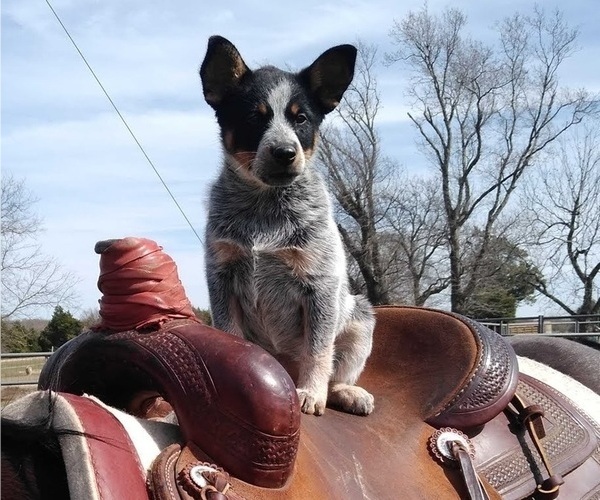 Medium Photo #1  Breeder Profile in HILLSBORO, TX, USA