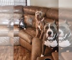 Small #2 Breeder Profile image