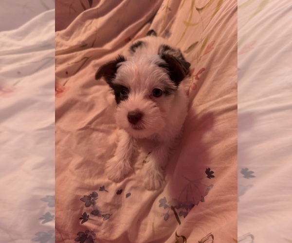 Medium Photo #9  Breeder Profile in BROOKHAVEN, MS, USA