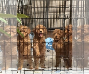 Poodle (Miniature) Dog Breeder near HOUSTON, TX, USA