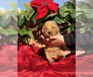 Golden Retriever Dog Breeder in STRATHMORE,  USA