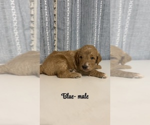 Goldendoodle Dog Breeder near DULAC, LA, USA