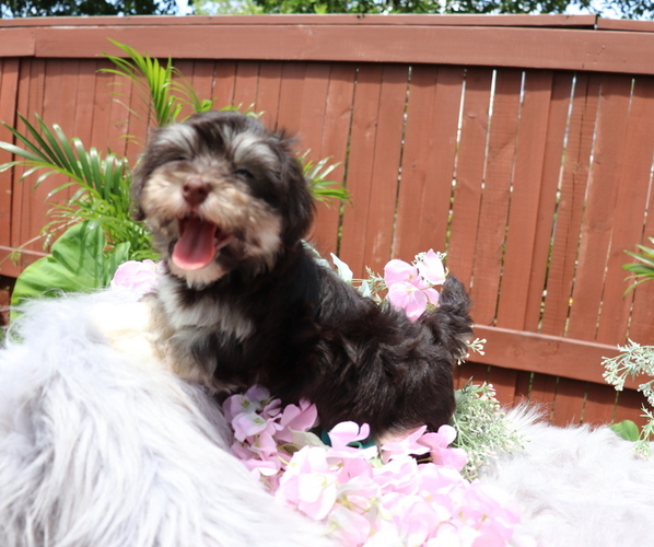 Medium Photo #4  Breeder Profile in HOLIDAY, FL, USA