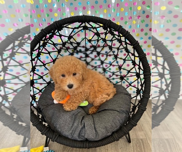 Medium Photo #1  Breeder Profile in LAS VEGAS, NV, USA