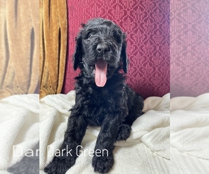 Main photo of Bernedoodle Dog Breeder near PAULS VALLEY, OK, USA