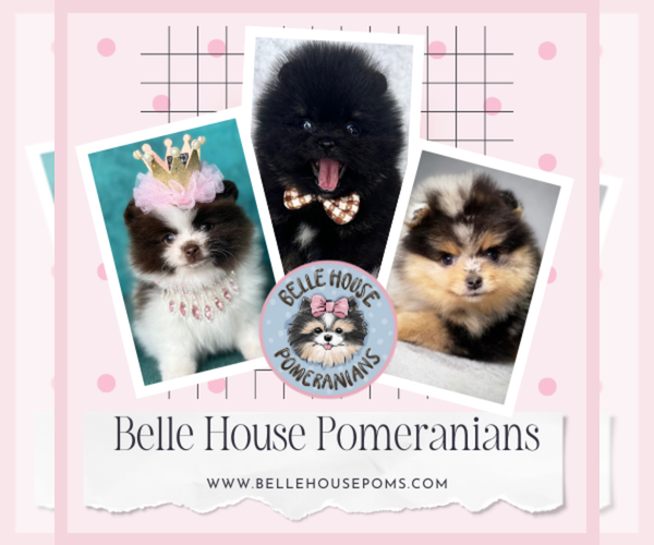 Medium Photo #1  Breeder Profile in BLANCHARD, OK, USA