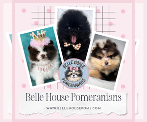 Pomeranian Dog Breeder in BLANCHARD,  USA