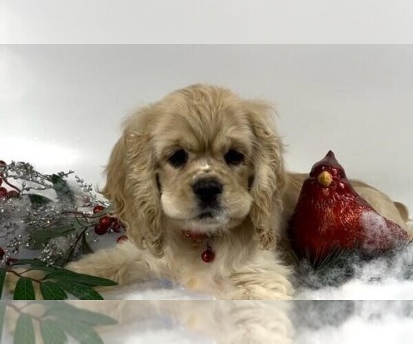 Medium Photo #33  Breeder Profile in Aylmer, Ontario, Canada