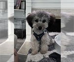 Small #1 Breeder Profile image