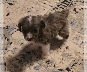 Aussiedoodle Miniature Dog Breeder near MOUNT AIRY, NC, USA