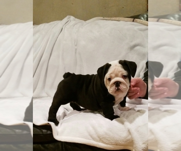 Medium Photo #1  Breeder Profile in FOWLERVILLE, MI, USA