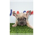 Small breeder photo