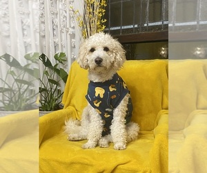 Goldendoodle (Miniature) Dog Breeder near LILLINGTON, NC, USA