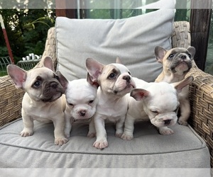 French Bulldog Dog Breeder near CUSHING, OK, US