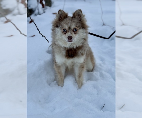 Medium Photo #15  Breeder Profile in STAPLES, MN, USA