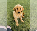 Small #15 Breeder Profile image