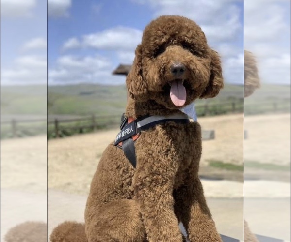 Medium Photo #4  Breeder Profile in DIAMOND, CA, USA