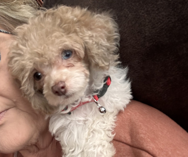 Medium Photo #2  Breeder Profile in ALEXANDRIA, IN, USA