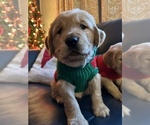 Small #1 Breeder Profile image