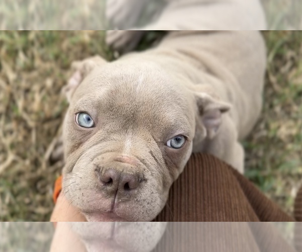 Medium Photo #4  Breeder Profile in KENNEWICK, WA, USA