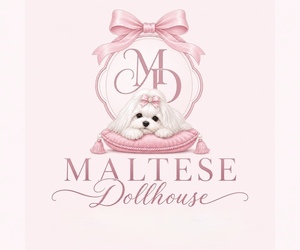 Yorkshire Terrier Dog Breeder near BRANDON, MS, USA