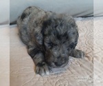 Small #6 Breeder Profile image